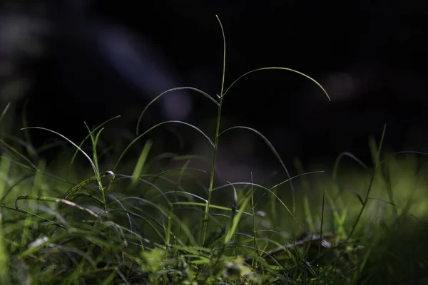 Gros Plan Des Brins Pointus Herbe Pointue Avec Fond Sombre — Photo