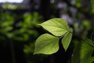 Sabah güneşine karşı parlayan damarları gösteren yumuşak bir yaprağın arkasını kapatın.