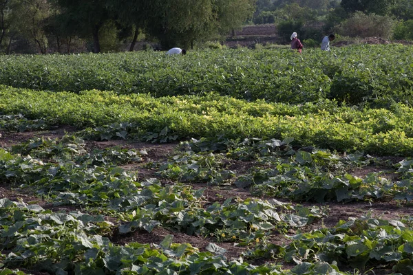 Tarlaya yayılmış salatalıklı ve brinjal mahsullü çiftlikte çalışan insanların manzarası