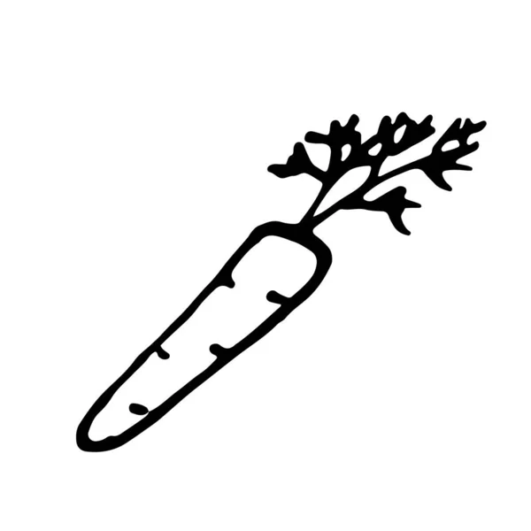 Морковь Ручной Рисунок Контура Значка Каракули Прозрачный Изолированный Белом Фоне — стоковый вектор