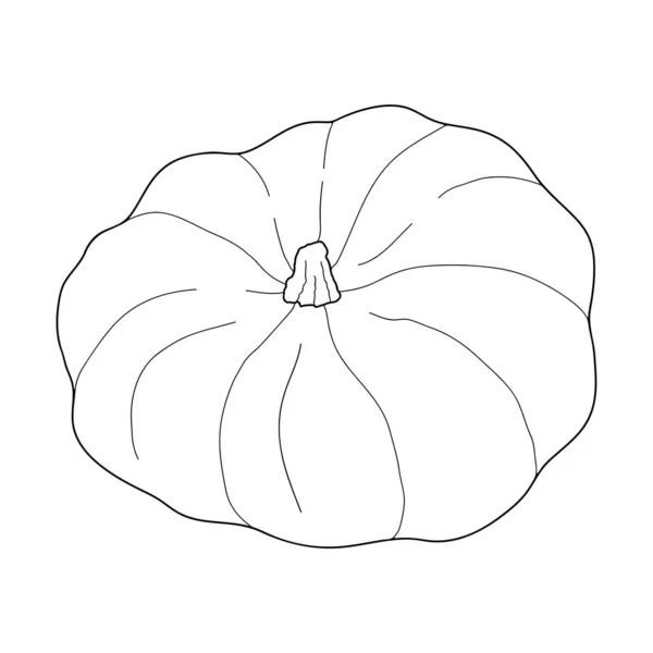 Illustrazione Vettoriale Trasparente Zucca Isolata Sfondo Bianco Cibo Vegetariano Sano — Vettoriale Stock