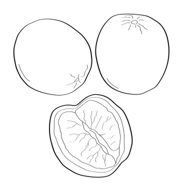 Turuncu. El çizimi karalama ikonu. Beyaz arkaplanda izole edilmiş siyah-beyaz vektör çizimi. Tebrik kartları, posterler, yamalar, giysiler için baskılar, amblemler için dekorasyon.