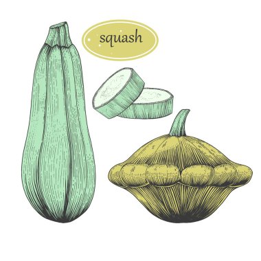 Kabak vektör çizimi ayarlandı. Kesilmiş parça ve tohumlarla izole edilmiş el yapımı nesne. Sebze oymalı stil çizimi. Yemek taslağı. Çiftlik pazarı ürünü. Menü ve tasarım için.