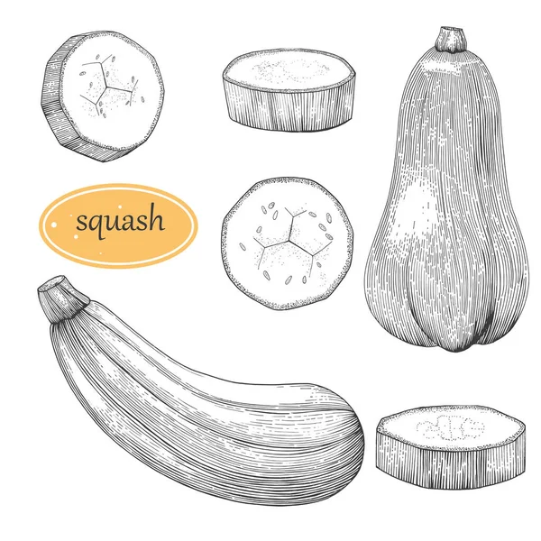 Squash Vektor Zeichenset Isoliertes Handgezeichnetes Objekt Mit Aufgeschnittenem Stück Und — Stockvektor