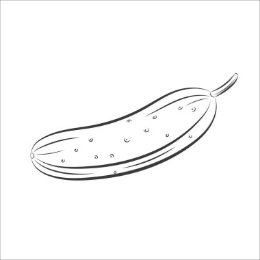 İzole edilmiş beyaz arka planda siyah salatalıklı antika oyma ikonu. Vegan Çizgisi çizimi. Siyah özet. El çizimi çizim. 