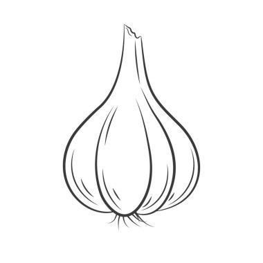 Klasik oymalı sarımsaklı el izole edilmiş vektör çizimi. Doğa çizimi. Bitkiler ve baharatlar.