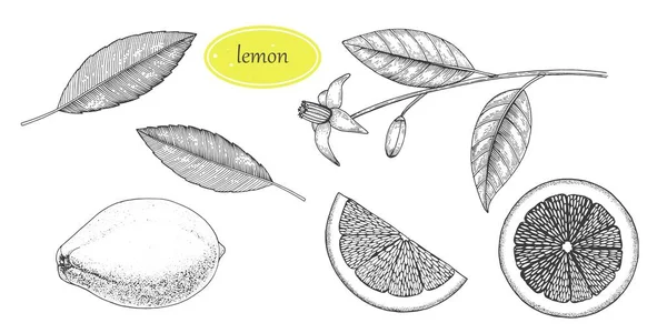 手工制作的柠檬套件 整个柠檬 半个素描 水果雕刻风格图解 详细的柑橘画 适用于水 排毒饮品 天然化妆品 — 图库矢量图片