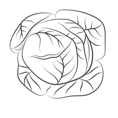 Beyaz arkaplana işlenmiş lahana.