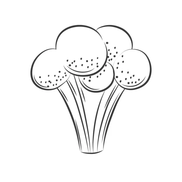 Broccoli gravyr kontur vektor illustrationer — Stock vektor