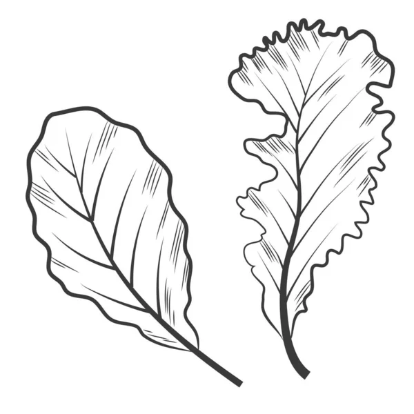 Mélange gravé de feuilles de salade. — Image vectorielle
