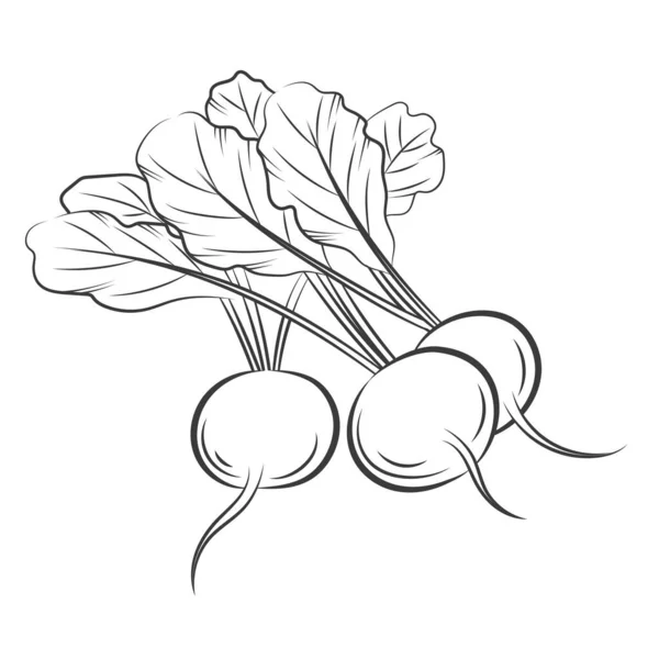 Illustration vectorielle de contour gravée au radis — Image vectorielle