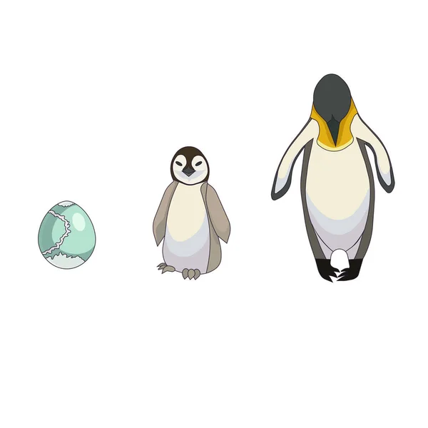 Felvázolt Felnőtt Pingvin Fészkelő Egy Tojás Fehér Elszigetelt Háttér Vektorkészlet — Stock Vector