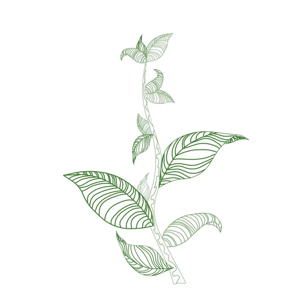 Rayon Vert Sur Fond Blanc Isolé Illustration Vectorielle Stock Pour — Image vectorielle