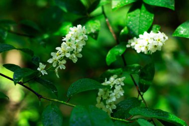 Yağmurdan sonra ormanda vahşi kiraz dalı