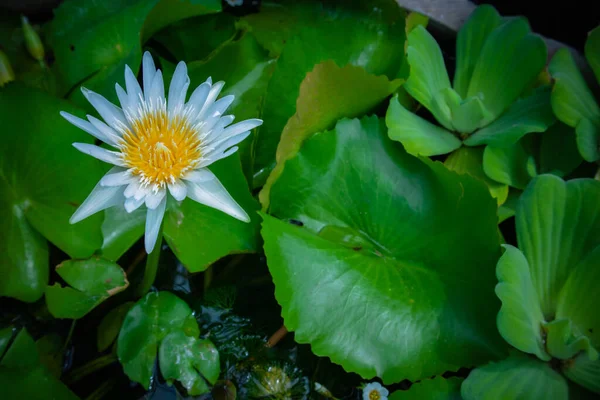 Yeşil Yapraklı Beyaz Nilüfer Çiçeği — Stok fotoğraf