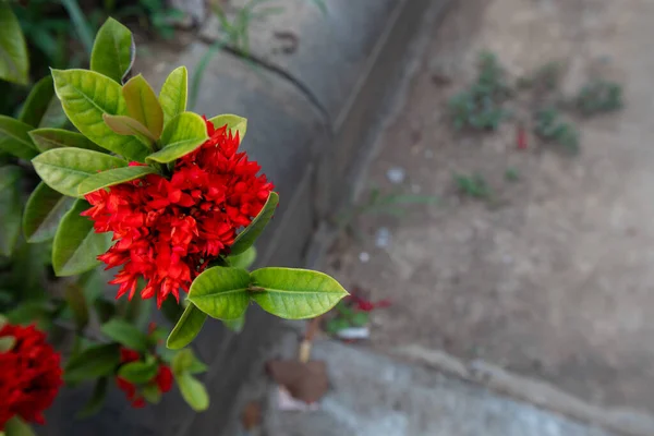 Agulha Vermelha Flor Folha Verde — Fotografia de Stock