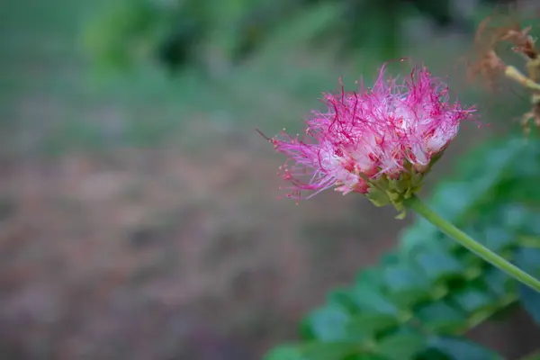 Flor Maçã Rosa Brilhante Jardim — Fotografia de Stock