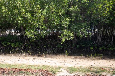Mangrovlar deniz kenarında dizilmişler..