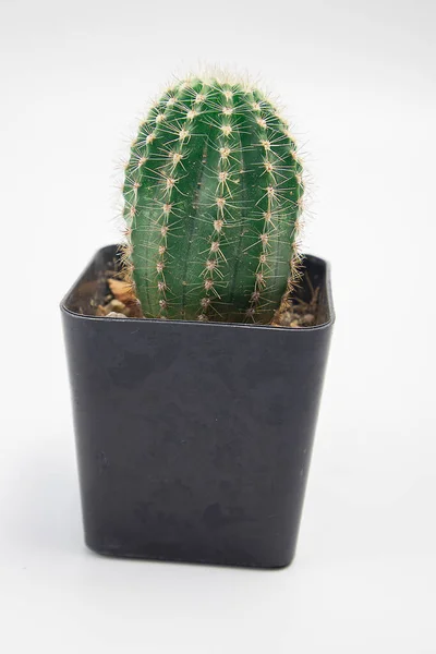 Kaktus Bílém Pozadí — Stock fotografie