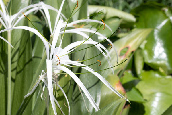 Клубок белых цветов, ясный, сад
