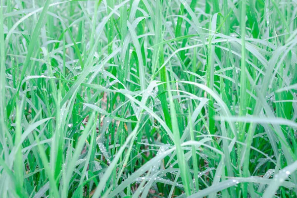 Зеленая Трава Имеет Капли Воды Царапин — стоковое фото