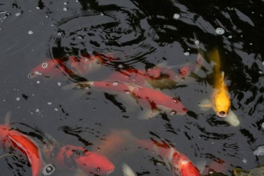 Gölün bahçesinde bir balık havuzu var..