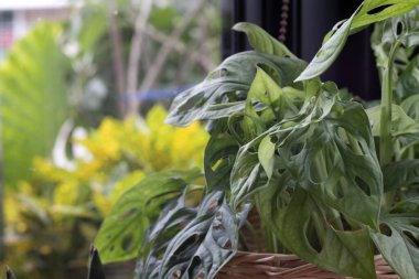 Süslü bitkiler cam pencerelerin yanında.