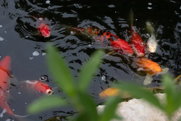 Der Teich Hat Einen Fischteich Garten — Stockfoto