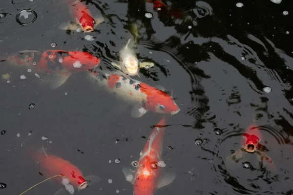 Gölün Bahçesinde Bir Balık Havuzu Var — Stok fotoğraf