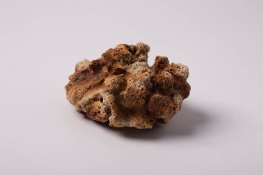 beyaz arkaplanda bir mercan