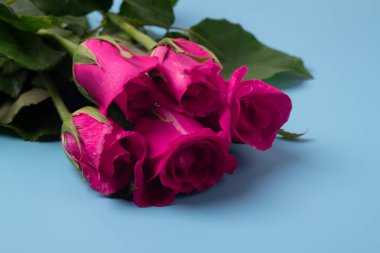 Mavi arka planda pembe güller. Ön görünüm