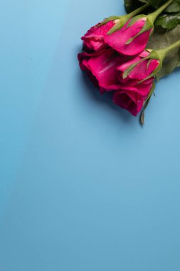Mavi arka planda pembe güller. Ön görünüm