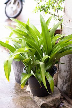 Ağacın adı Wassana Ağacı 'dır..