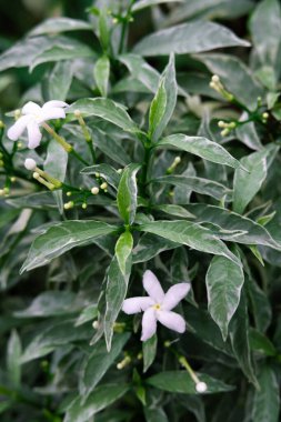 Yeşil çalılıklarda beyaz çiçekler