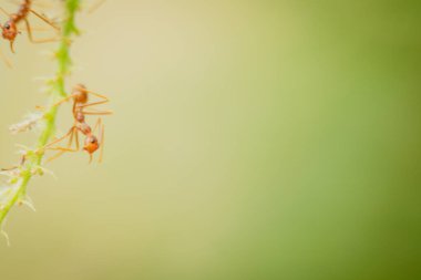 Parlak Yeşil Doğa Arkaplan Bulanık Görüntüsü