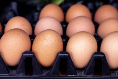 Yumurta tahtasındaki tavuk yumurtaları