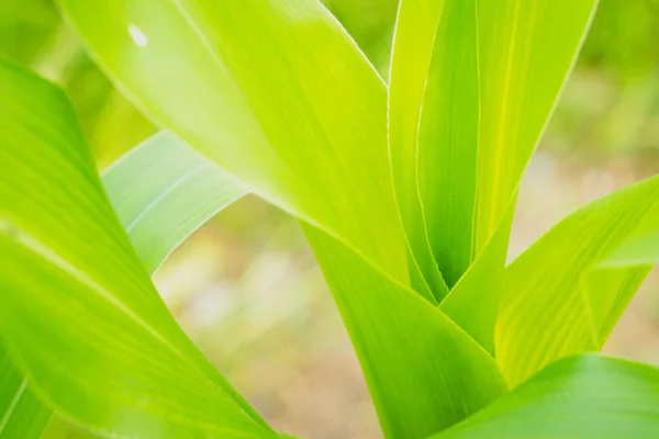 Bright Green Leaves Tree Tropical Foliage Botanical Background — Stock Photo, Image