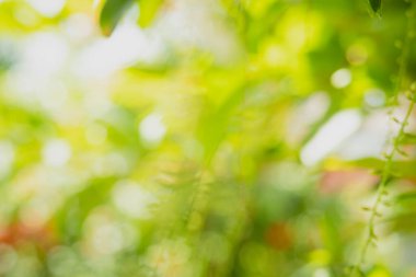 Bahçedeki bulanık yeşil arkaplandaki yeşil yaprakların doğal görünümü.