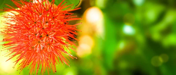 Leuchtend Rote Blumen Einem Grünen Garten Mit Kopierraum — Stockfoto