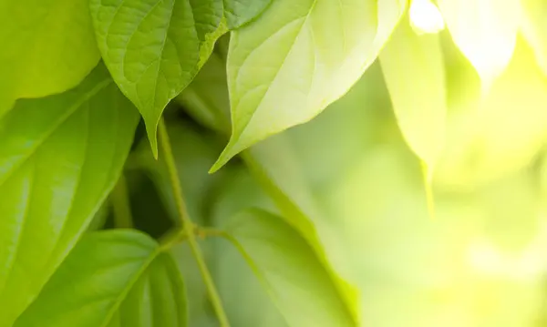 Vista Natural Folhas Verdes Fundo Verde Desfocado Jardim Com Espaço — Fotografia de Stock