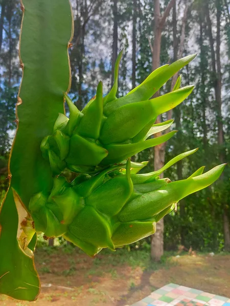 Fresh green dragon fruit on the tree