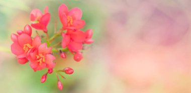 Güzelim Pembe Çiçekler Doğal Arkaplan Kopyalama Boşluğu Olarak Kullanılıyor.