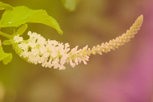 Blisko Kwiaty Zielone Liście Ręku Rozmytym Zielonym Tle Ogrodzie Tapety — Zdjęcie stockowe