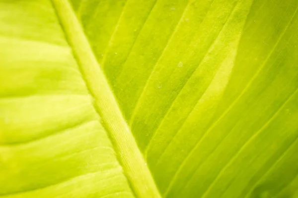 Bahçedeki Bulanık Yeşil Arkaplandaki Yeşil Yaprakların Doğal Görünümü — Stok fotoğraf