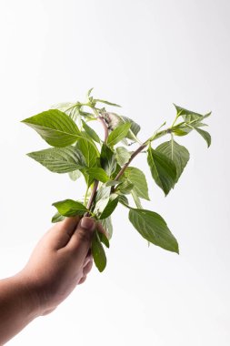 Beyaz arka planda fesleğen yaprakları tutan bir el.