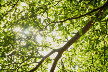 Bulanık yeşil arkaplanda yeşil yaprağın güzel doğa manzarası