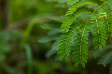 Doğadaki ağaç, parlak yeşil. Boşluğu kopyala.