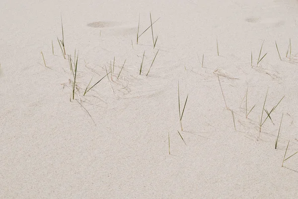Простой Белый Песок Фон Зеленой Травой Текстура Природы Лицензионные Стоковые Фото