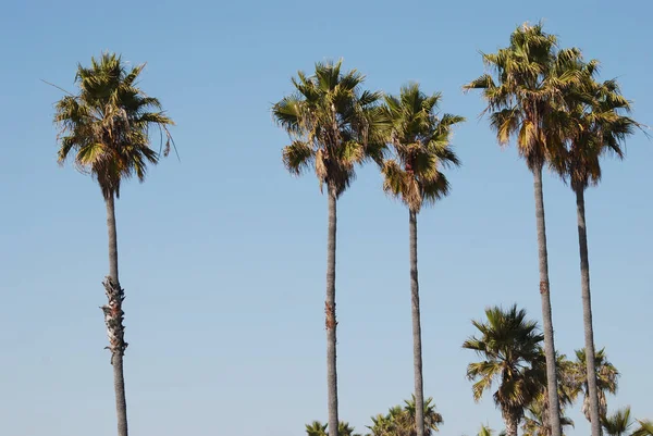 Ensemble Palmiers Sur Ciel Bleu Vif Fond Tropical — Photo