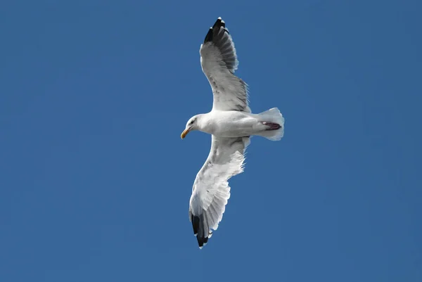 Flying Seagull Close Clear Blue Sky Bottom View — Stock Photo, Image